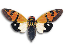Real gaeana festiva White Type Unmounted Cicada Butterfly Ready Ship USA picture