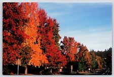 Oregon Corvallis Fall Foliage Vintage Postcard Continental picture
