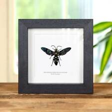 Taxidermy Giant Scoliid Wasp Frame (Megascolia procer javanesis) picture