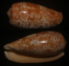 Tonyshells Seashells Conus bullatus VERY LARGE 62.2mm F+++/gem, superb pattern picture