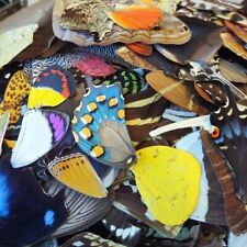 50 PIECES ASSORTED REAL BUTTERFLY MOTH WINGS WHOLESALE LOT MIX picture