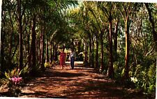 VTG Postcard- NK.12. PALM LINED WALK Naples FL. Unused 1961 picture