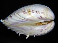 PITAR LUPANARIA:RARELY OFFERED HUGE SPINED BIVALVE @ 65.22MM-FROM VERY OLD COLL picture
