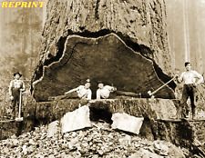 1906 Falling Redwood California Old Photo Picture 8