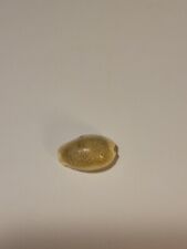 Hand Picked Cowry Shell - Erosaria Erosa Lactescens picture