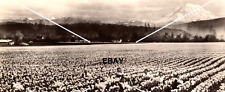 Vintage RPPC Postcard People Daffodil Field WN Mountain BW picture