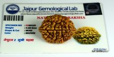Lab Certified 100% Authentic Nepal 2 Mukhi Rudraksha / Two Face Rudraksha picture
