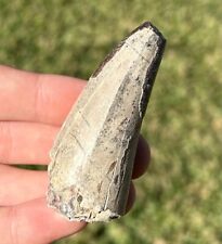 HUGE Sarcosuchus Tooth 2.5” Niger SUPER CROC Crocodile Dinosaur Tooth picture