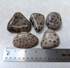 5 Petoskey Stone Unpolished Hexagonaria Rock Lot of Coral Fossils picture