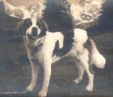 Saint St Bernard Dog Antique Real Photo Postcard RPPC Vintage picture