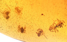 Rare nest of Spiderlings, Fossil inclusion in Burmese Amber picture