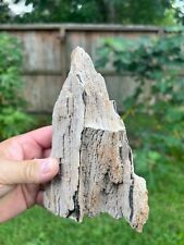 Texas Petrified Live Oak Rotted Wood Piece 7