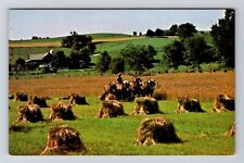 Holmes County OH-Ohio, Amish Wheat Harvest, Vintage Postcard picture