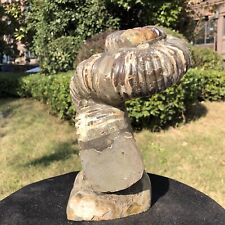 6.24LB Rare Natural Tentacle Ammonite Fossil Specimen Shell Healing Madagascar picture