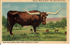 Texas TX - Longhorn - Throw the Bull - Vintage Postcard - Posted 1953 Linen picture