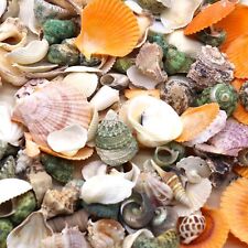 Aquarium Sea Shells 150 Pcs Ocean Beach Sea Shells Various Sizes. Mixed Sea S... picture