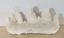 5.93 Lb  White Finger Coral Cluster Ocean Aquarium Decor Natural Dried 12” picture