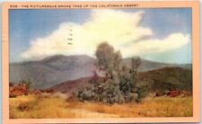 Postcard - The Picturesque Smoke Tree of the California Desert, USA picture