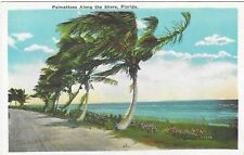 Vintage Florida Linen Postcard Palmettoes Along the Shore Palmettos picture