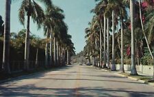 Postcard FL Fort Myers Avenue Of Palms Planted By Edison 1901 Vintage PC J2711 picture