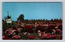 Saginaw MI-Michigan, Garden Of Chrysanthemums, Antique, Vintage Postcard picture