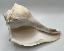 Vintage Lightning Whelk Seashell Florida Sinistrofulgur Perversum 9” Left Handed picture