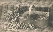 c1905 Rotograph RPPC Adorable Kittens In Basket Real Photo P298 picture