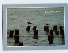 Postcard Gulls Stand Watch picture