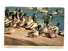 Mallard Ducks Postcard.  Nice  Blaine Harrington,III picture