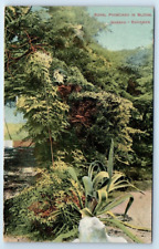 NASSAU Royal Poinciana in Bloom BAHAMAS Postcard picture