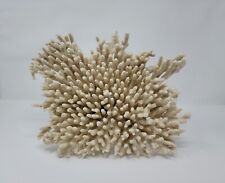 🪸Authentic Acropora Finger Coral Skeleton🪸 picture