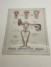 Vintage 1940’s 1950’s Tampax Female Pelvic Reproductive Organs Educational Dept picture