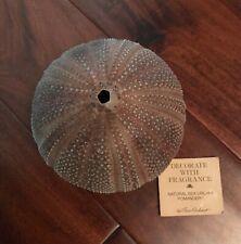 Vintage Sea Urchin Pomander Ben Rickert Organic Decor Signed With Tag picture