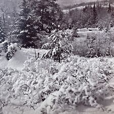 Antique 1874 Great Blizzard Of '74  Near Conway NH Stereoview Photo Card V1767 picture