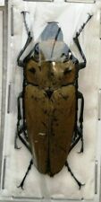 Trictenotoma childreni, 1 pc, scarce Trictenotomidae beetle from Sumatra picture