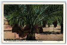 c1920s A King Among Date Trees In The Salt River Valley AZ  Unposted Postcard picture