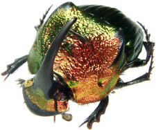 Phanaeus mexicanus male ONE REAL RED GREEN HORNED DUNG BEETLE picture