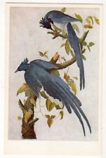 Columbia Jay c1950's By John James Audubon from Birds of America picture