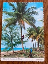 The Bahamas CLIMBING FOR COCONUTS 1964 Dexter Press Photo Postcard picture