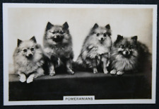 POMERANIAN   Vintage 1939 Photo Card   ED13MS picture