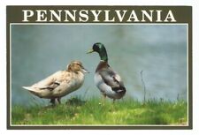 PA Postcard Pennsylvania Mallard Duck Souvenir picture