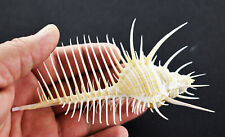 One Beautiful Large Venus Comb Murex Shell (4-5