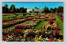 Newark NY-New York, Jackson And Perkins Rose Garden, Antique, Vintage Postcard picture