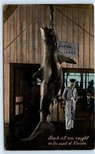 PALATKA, FL Florida Area? ~ LARGE SHARK Caught on Florida Coast c1910s  Postcard picture