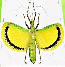 Winged Stick Bug Tagesoidea nigrofasciata Female Spread  110-115mm Span FAST USA picture