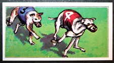 WHIPPET RACING   Vintage 1971 Coloured Card  CD16M picture