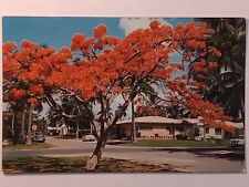 Florida's Royal Poinciana In Bloom Street View Postcard picture
