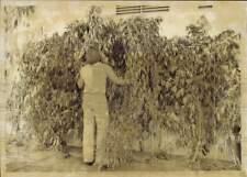 1979 Press Photo Confiscated Marijuana Plants Stacked by Fresno Narcotics Police picture