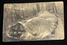 Vintage Postcard Whale Shark 1912 Kline Photo RPPC Rare Fish Florida Posted picture