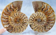 Large Ammonite Cut Split Pair Crystals 5.8